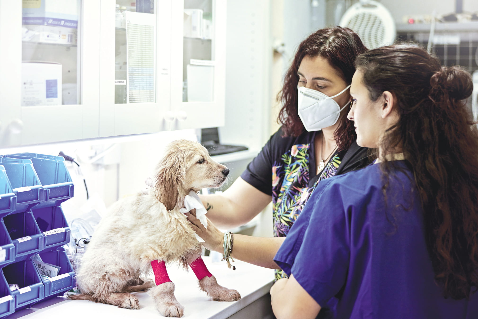Veterinary Techs Caring for Dog at Hospital Counter