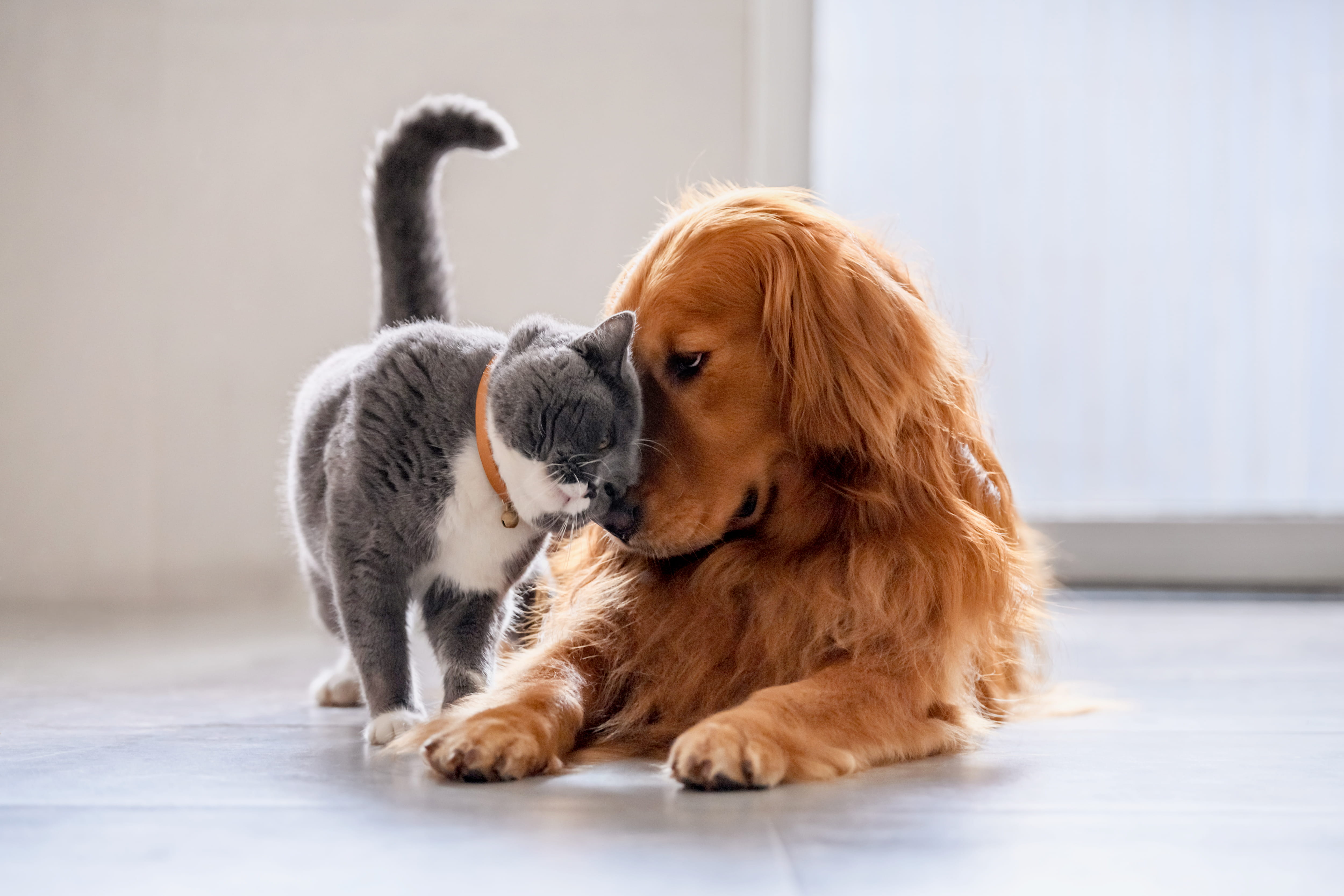 Cat Rubbing Face on Retriever's Snout