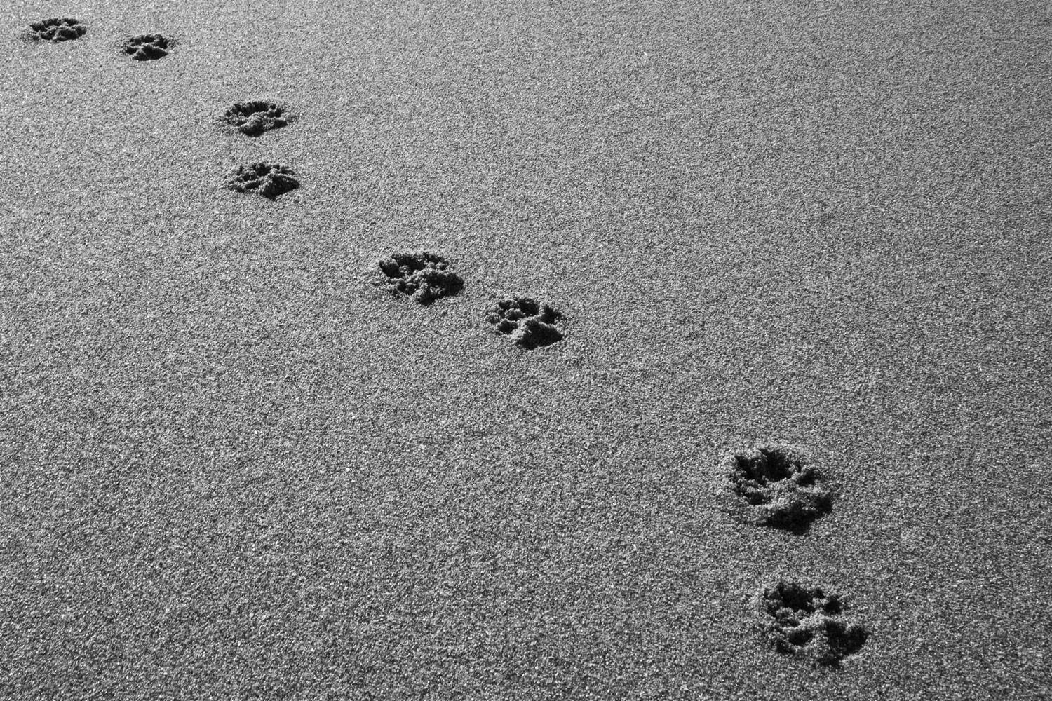Paw print trail in sand