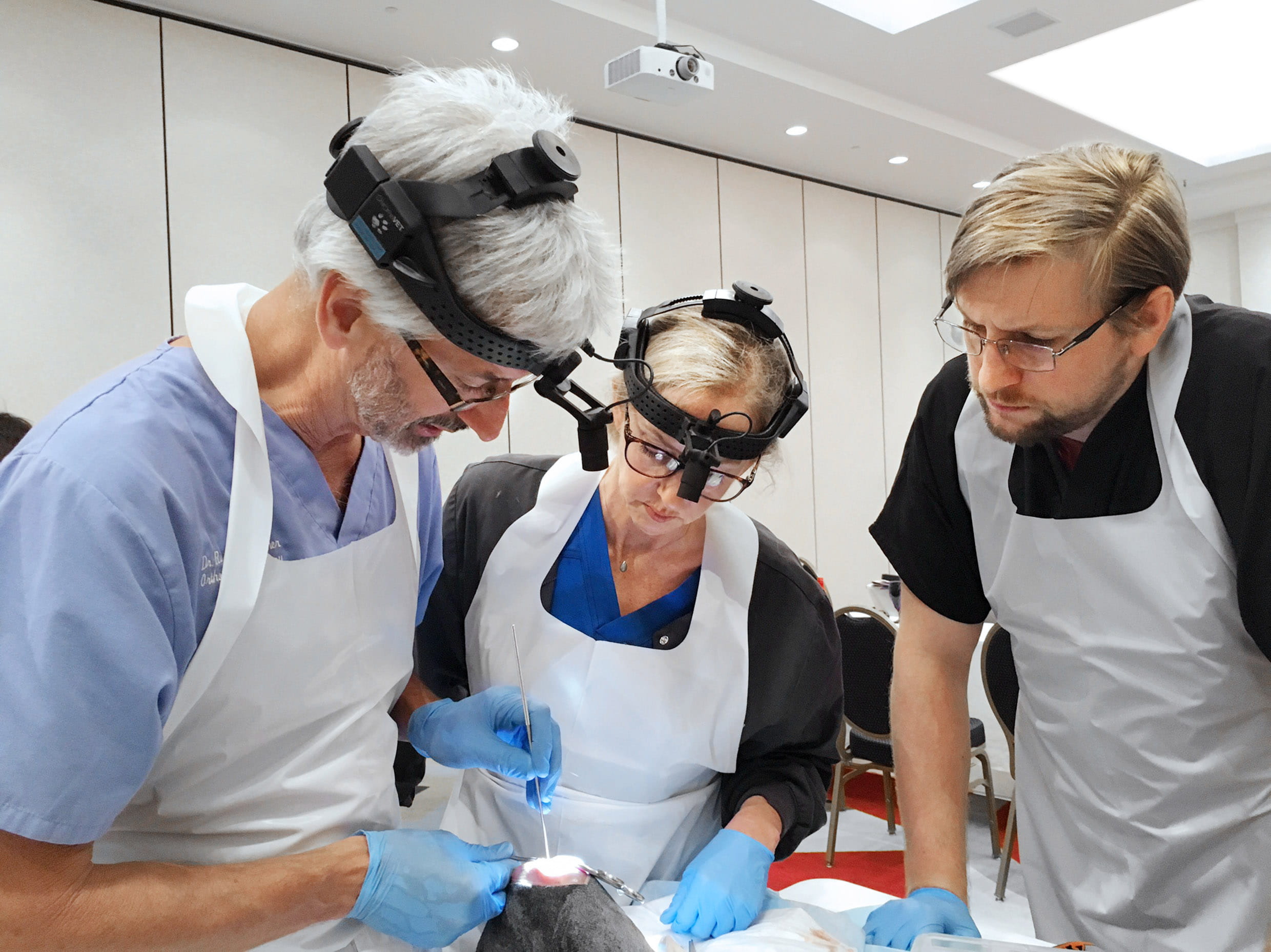 Team of surgeons in a wet lab