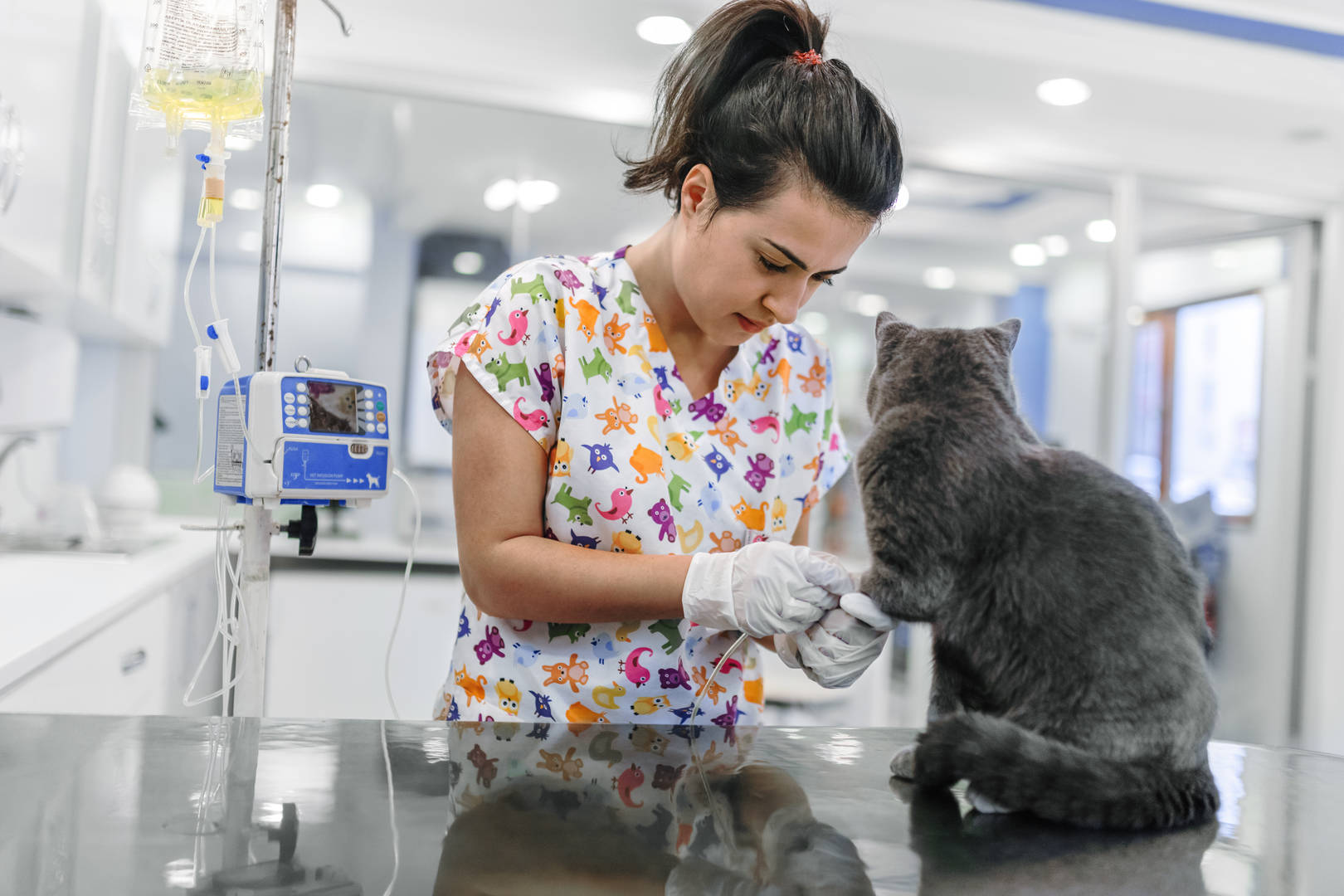 Cat exam