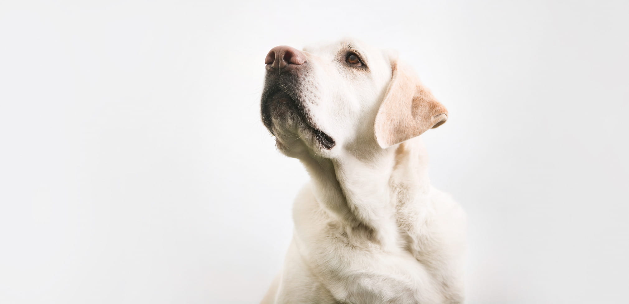 Yellow Labrador