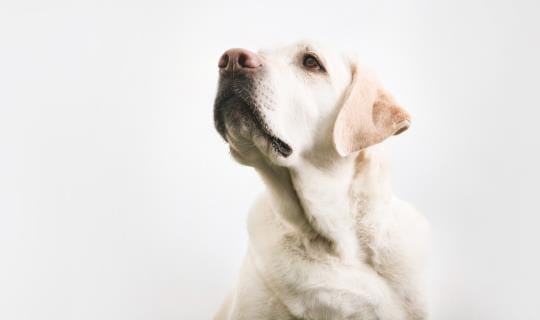 Yellow Labrador
